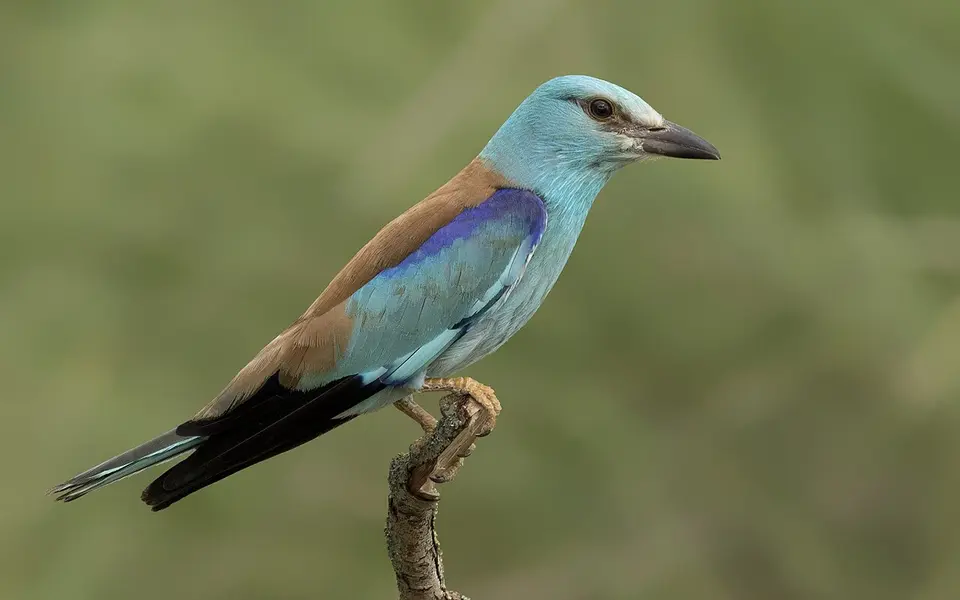 European Roller (Coracias garrulus) — photo 2 of 6