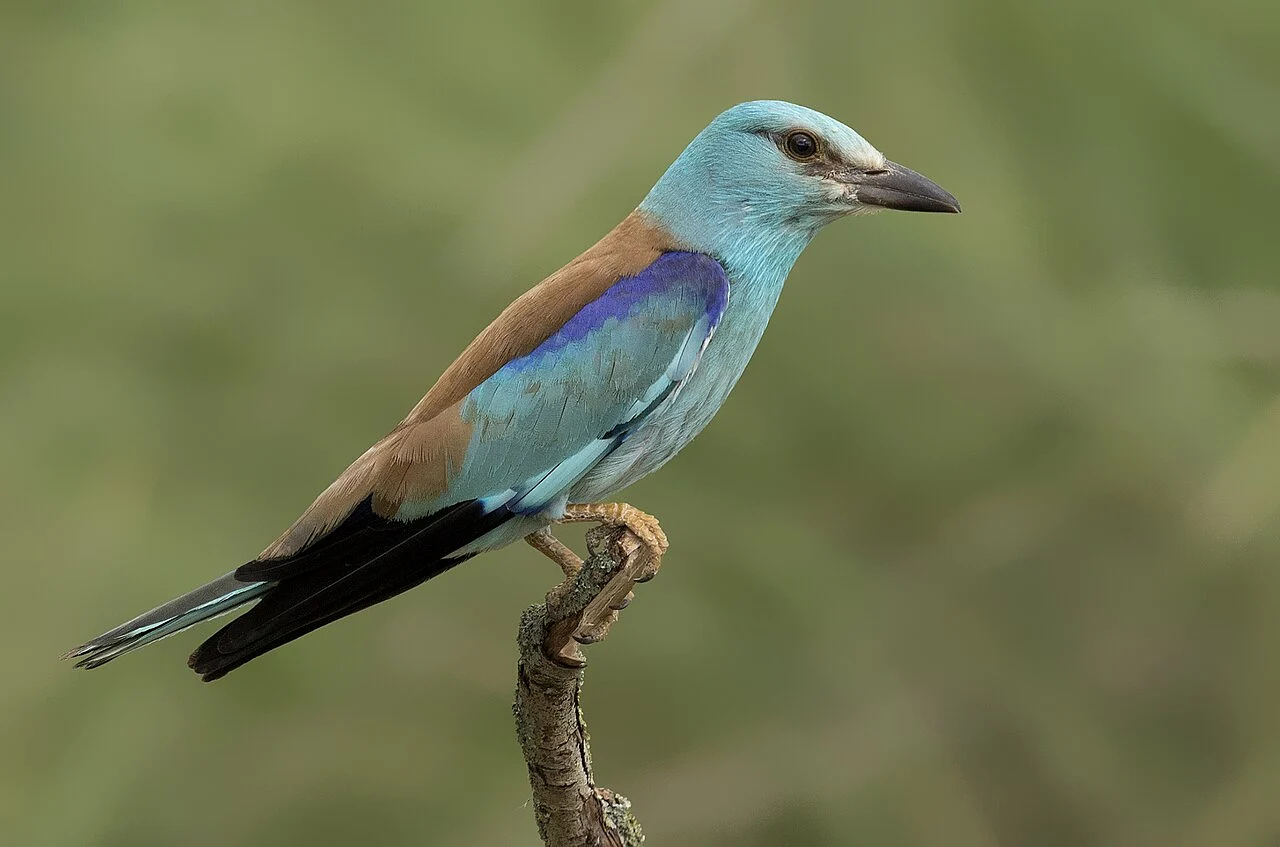 European Roller (Coracias garrulus) — photo 2 of 6