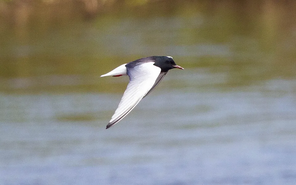 White-winged Tern (Chlidonias leucopterus) — photo 3 of 7