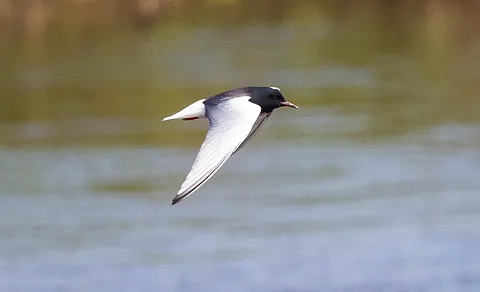 White-winged Tern (Chlidonias leucopterus) — photo 3 of 7