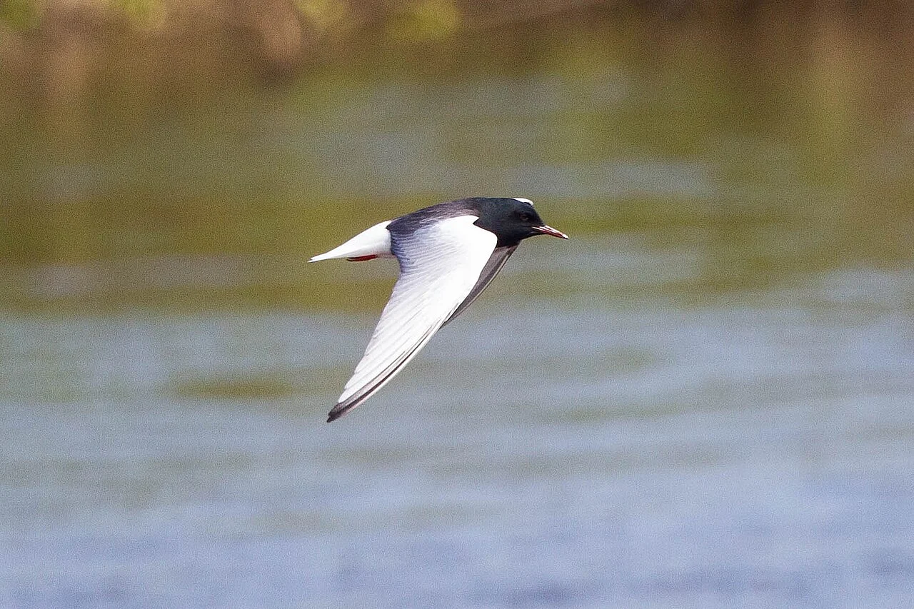 White-winged Tern (Chlidonias leucopterus) — photo 3 of 7