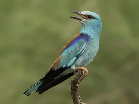 European Roller
