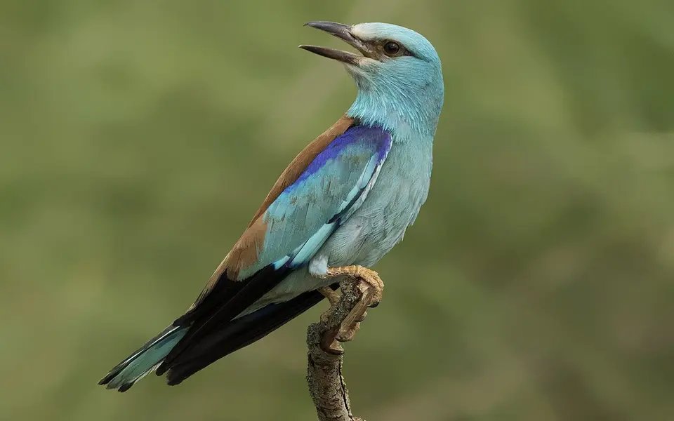 European Roller (Coracias garrulus) — photo 1 of 6