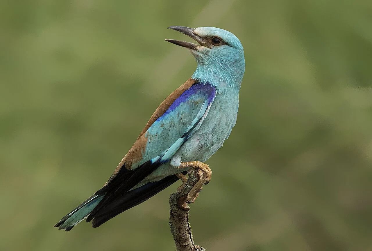 European Roller (Coracias garrulus) — photo 1 of 6