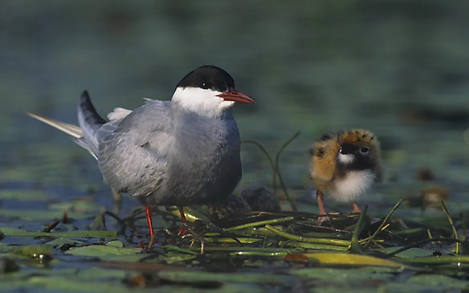 Whiskered Tern (Chlidonias hybrida) — photo 3 of 5