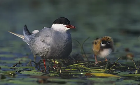 Whiskered Tern (Chlidonias hybrida) — photo 3 of 5