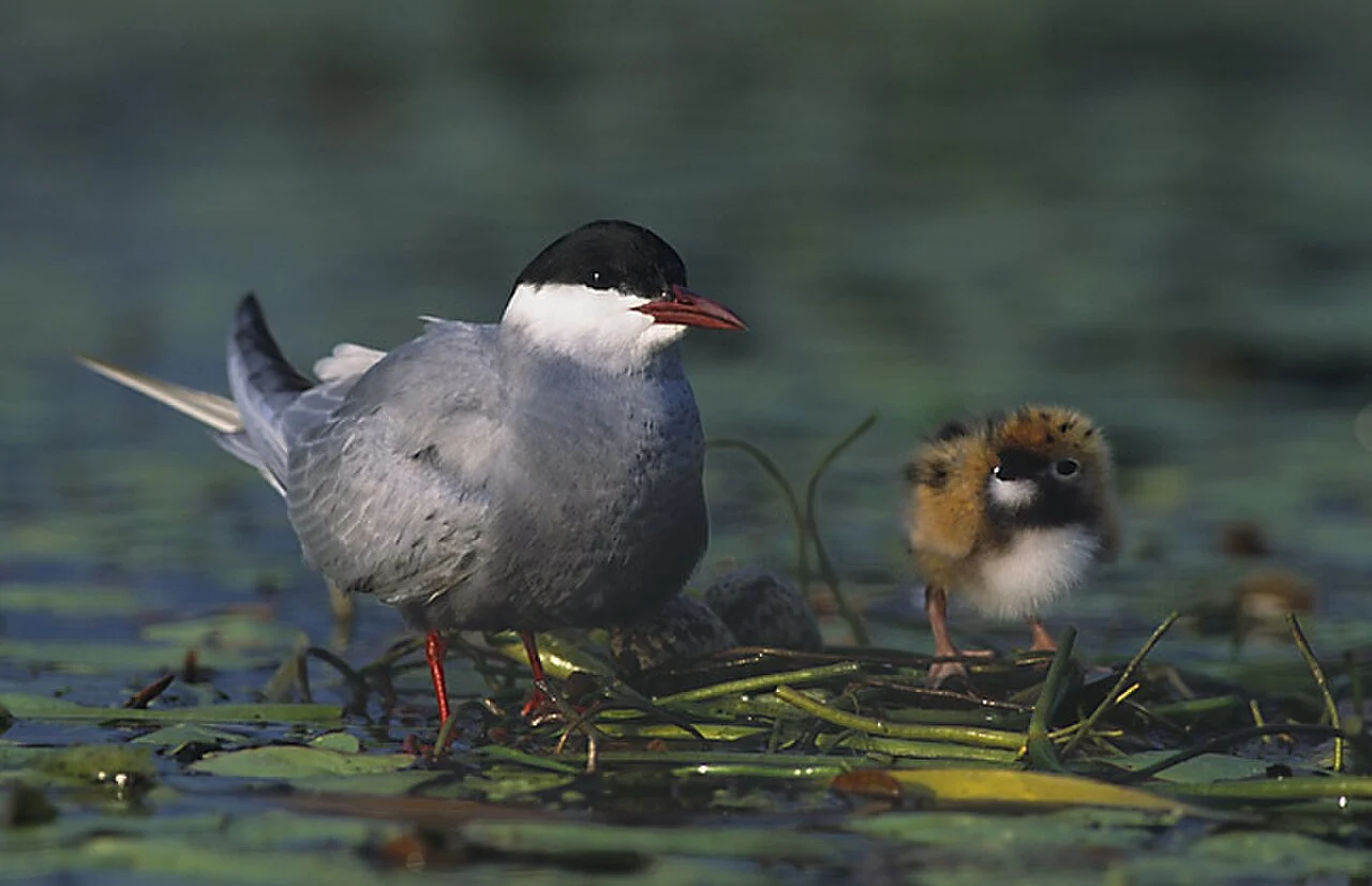 Whiskered Tern (Chlidonias hybrida) — photo 3 of 5