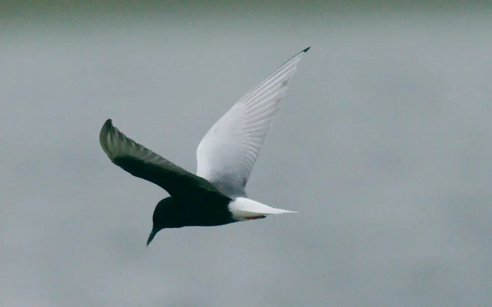 White-winged Tern (Chlidonias leucopterus) — photo 4 of 7