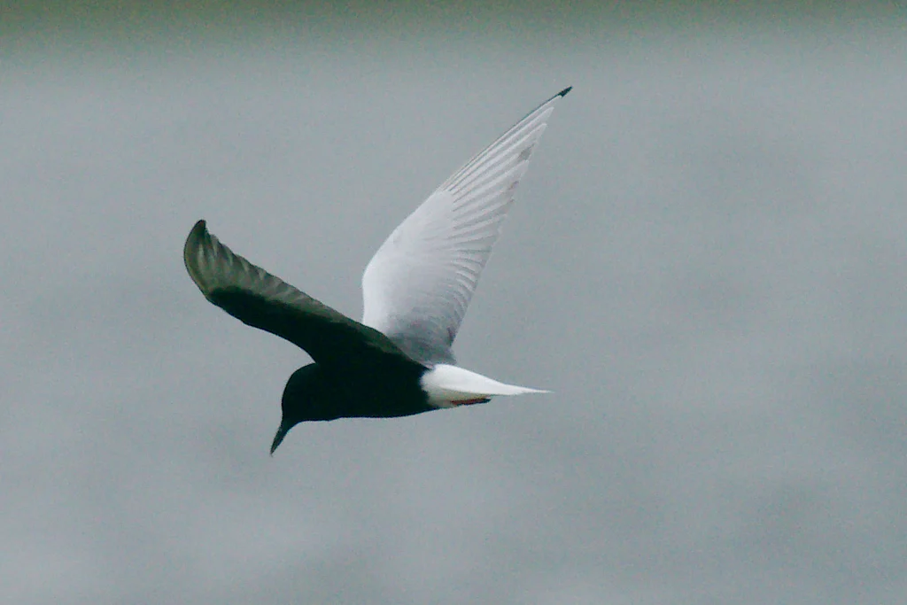 White-winged Tern (Chlidonias leucopterus) — photo 4 of 7