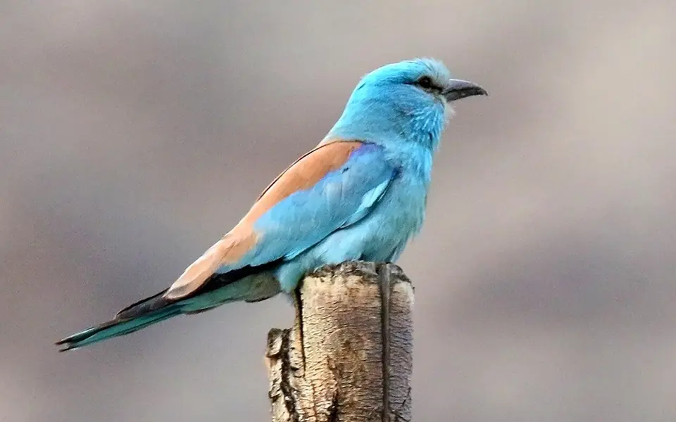 European Roller (Coracias garrulus) — photo 3 of 6