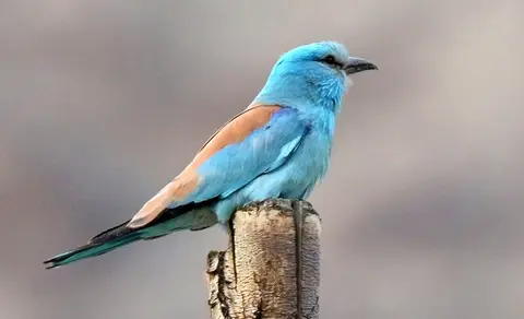 European Roller (Coracias garrulus) — photo 3 of 6