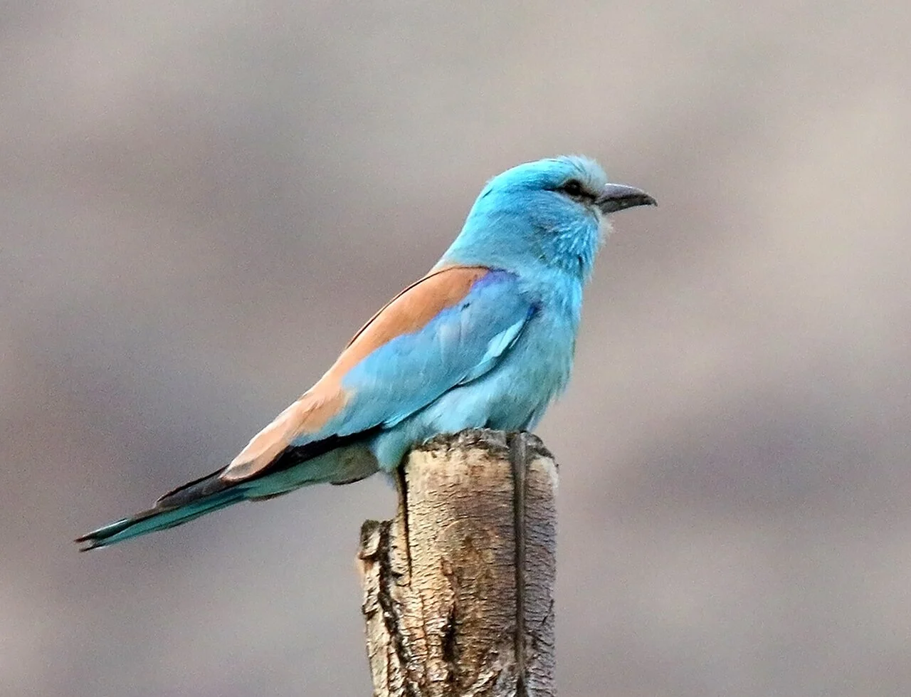 European Roller (Coracias garrulus) — photo 3 of 6