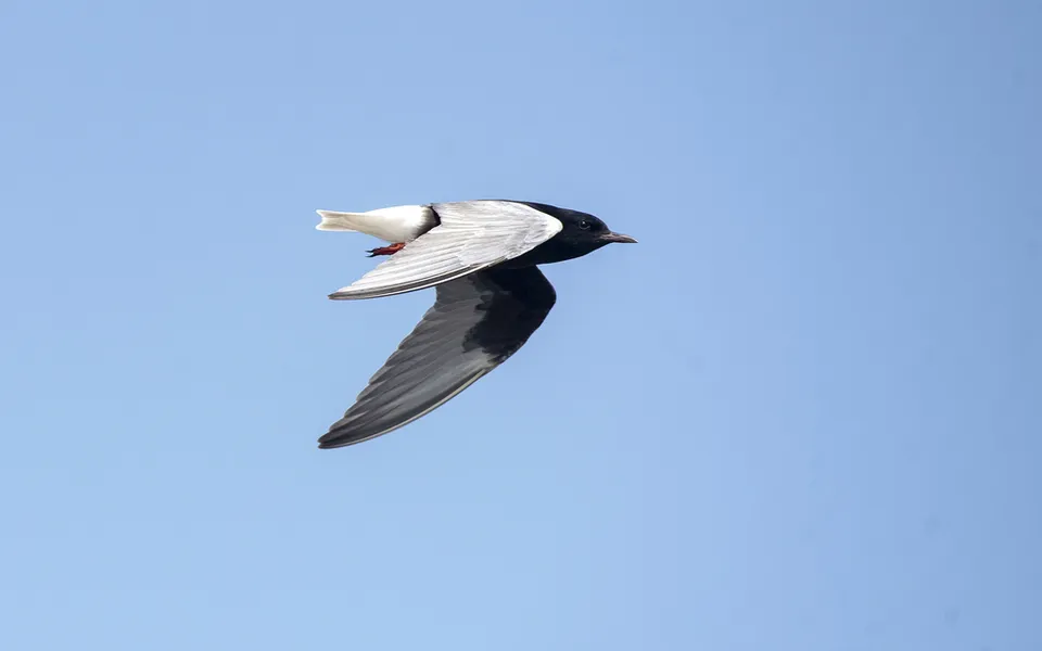 White-winged Tern (Chlidonias leucopterus) — photo 6 of 7
