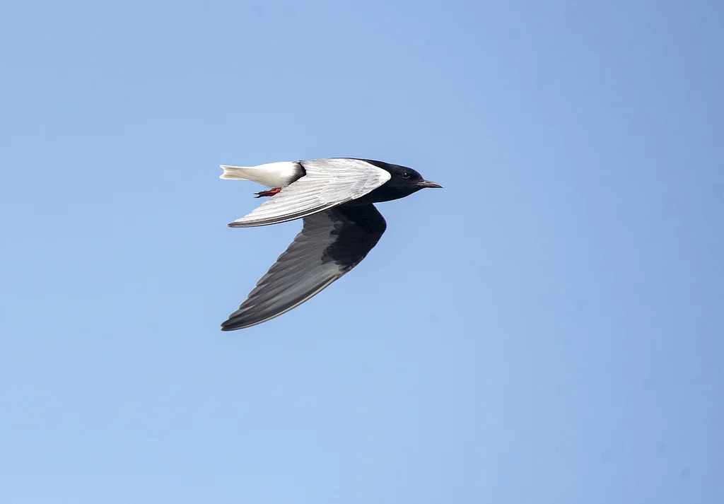 White-winged Tern (Chlidonias leucopterus) — photo 6 of 7