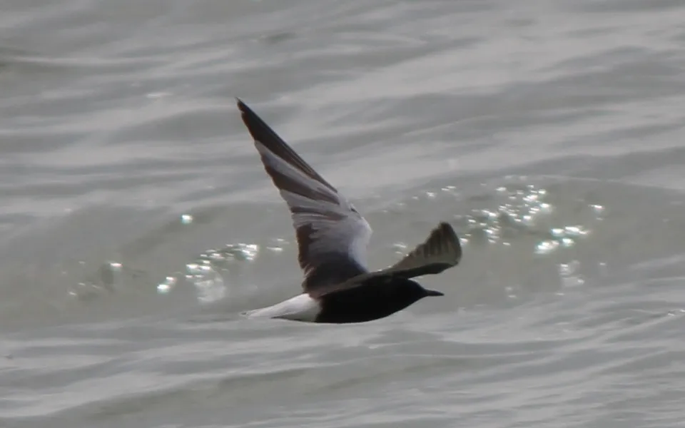White-winged Tern (Chlidonias leucopterus) — photo 5 of 7