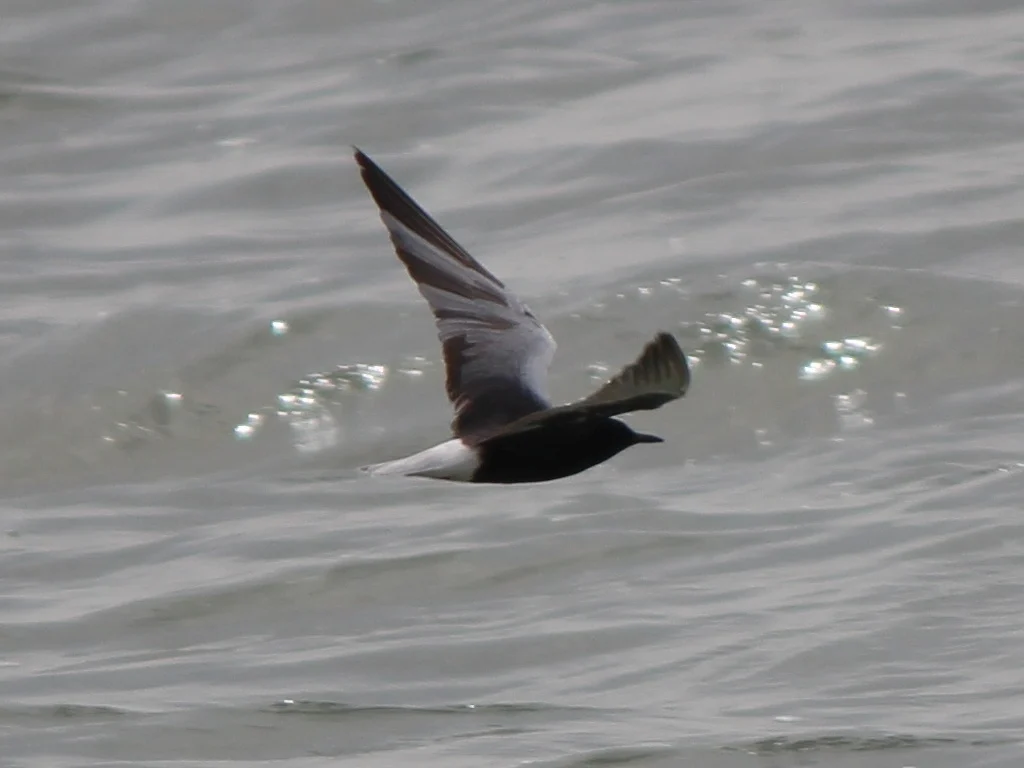 White-winged Tern (Chlidonias leucopterus) — photo 5 of 7