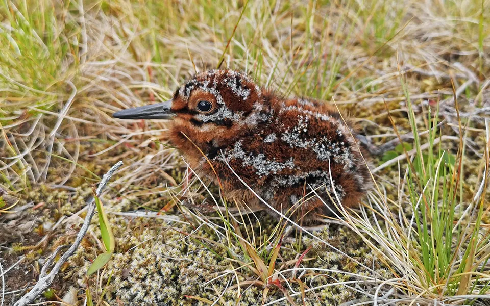 Common Snipe (Gallinago gallinago) — photo 5 of 5