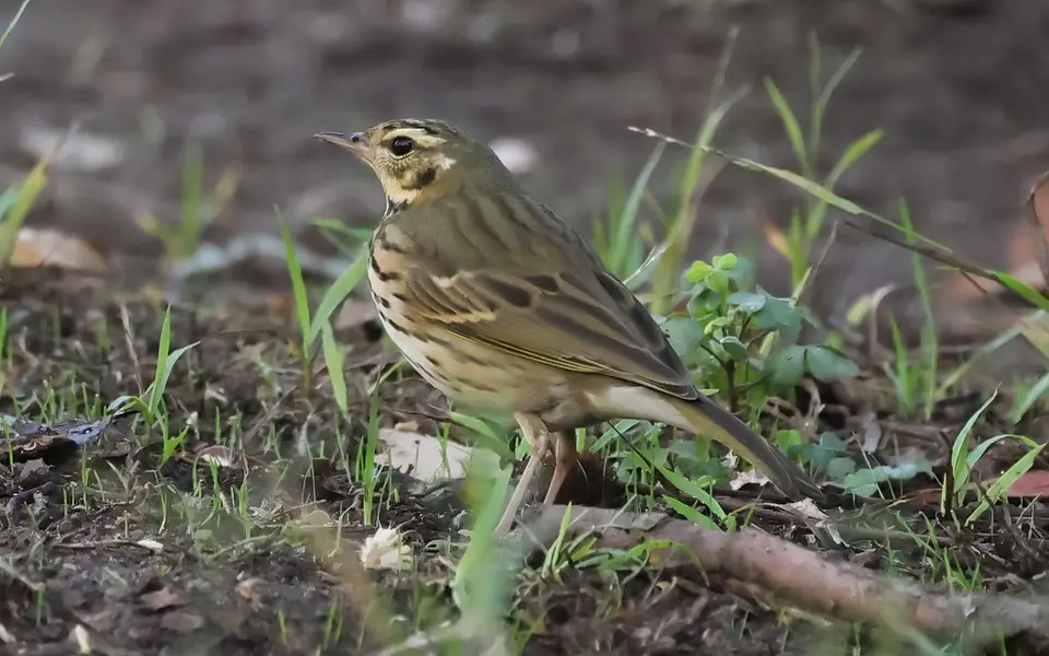 Olive-backed Pipit (Anthus hodgsoni) — photo 1 of 7