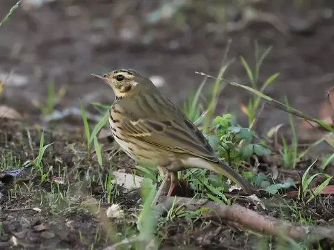 Olive-backed Pipit