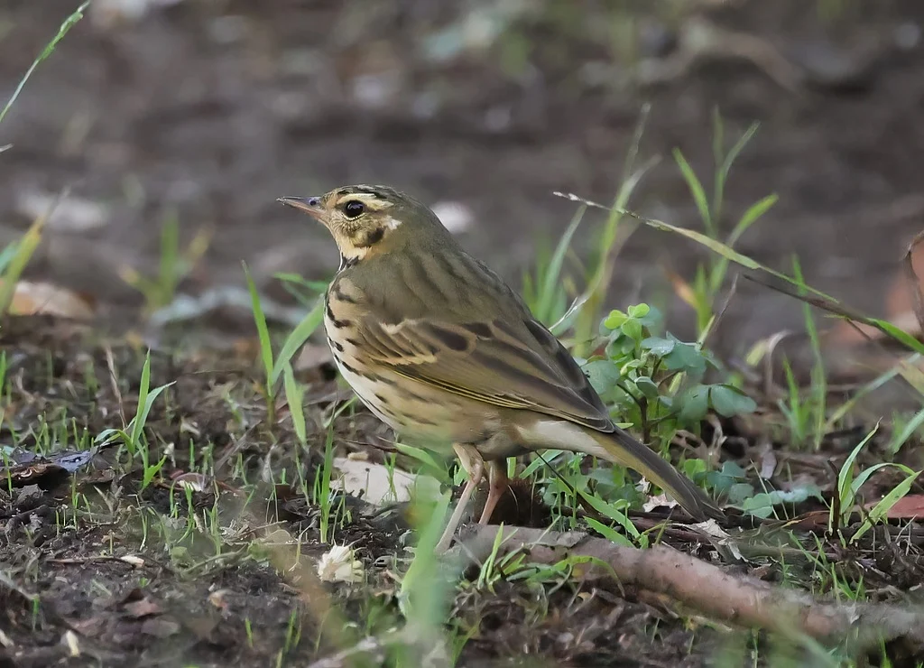 Olive-backed Pipit (Anthus hodgsoni) — photo 1 of 7