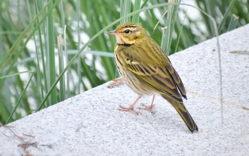 Olive-backed Pipit (Anthus hodgsoni) — photo 4 of 7