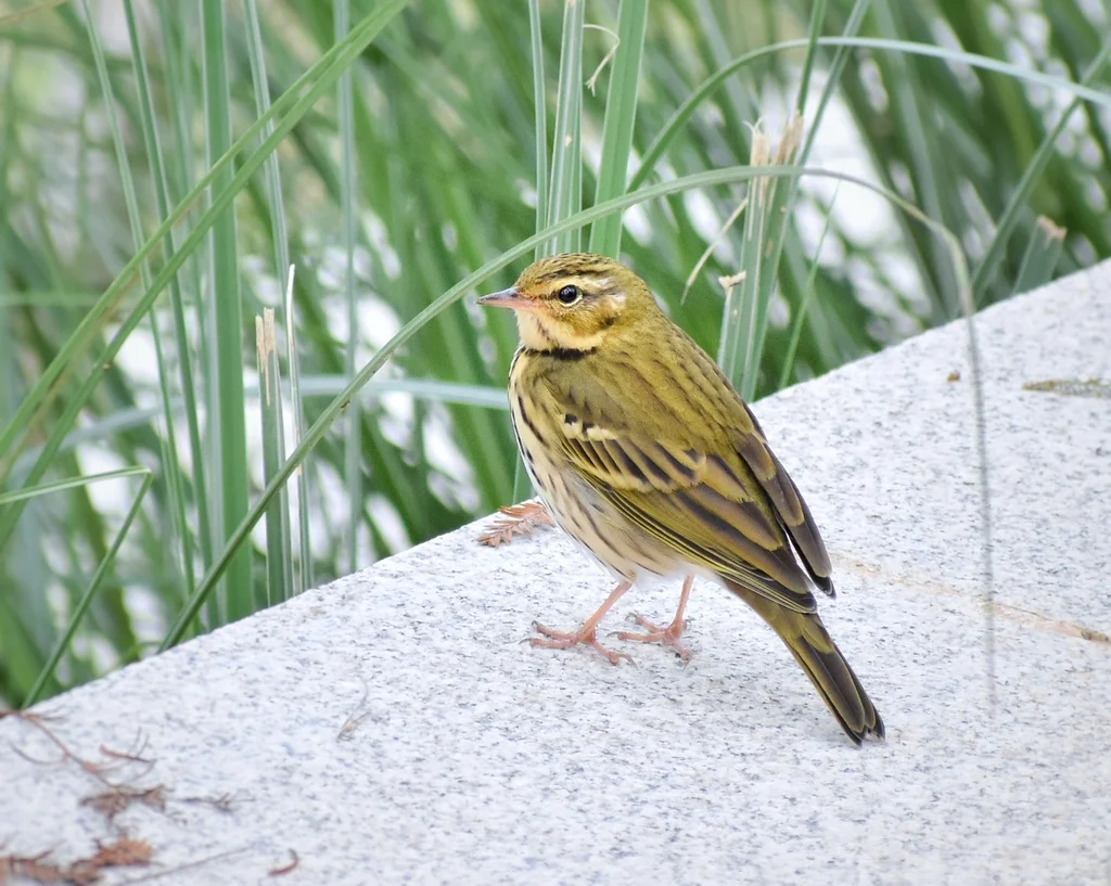 Olive-backed Pipit (Anthus hodgsoni) — photo 4 of 7