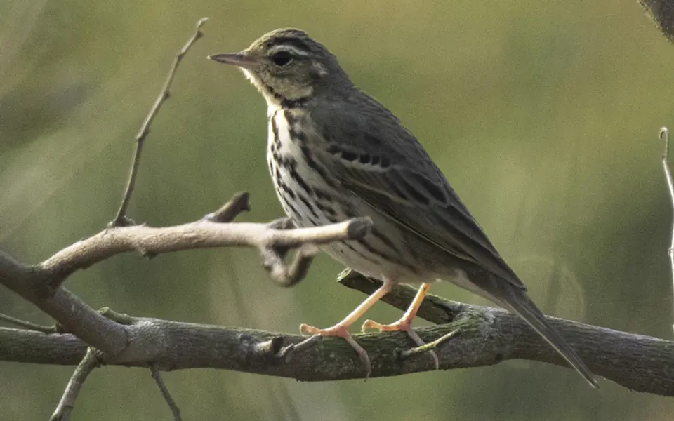 Olive-backed Pipit (Anthus hodgsoni) — photo 5 of 7