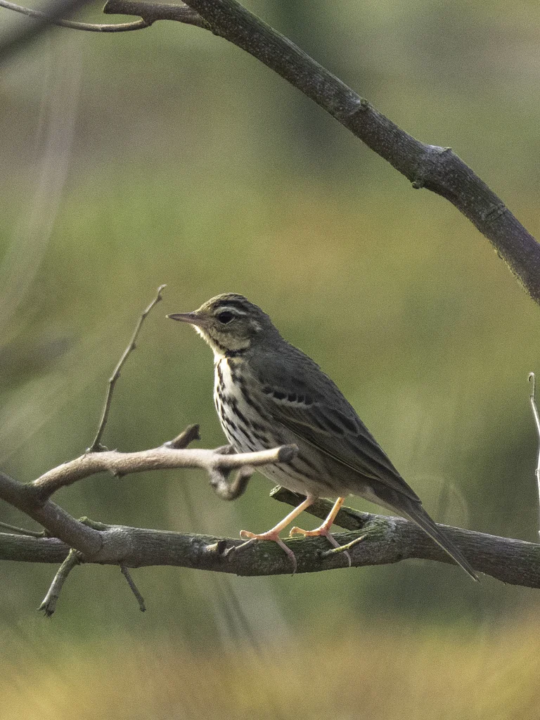 Olive-backed Pipit (Anthus hodgsoni) — photo 5 of 7
