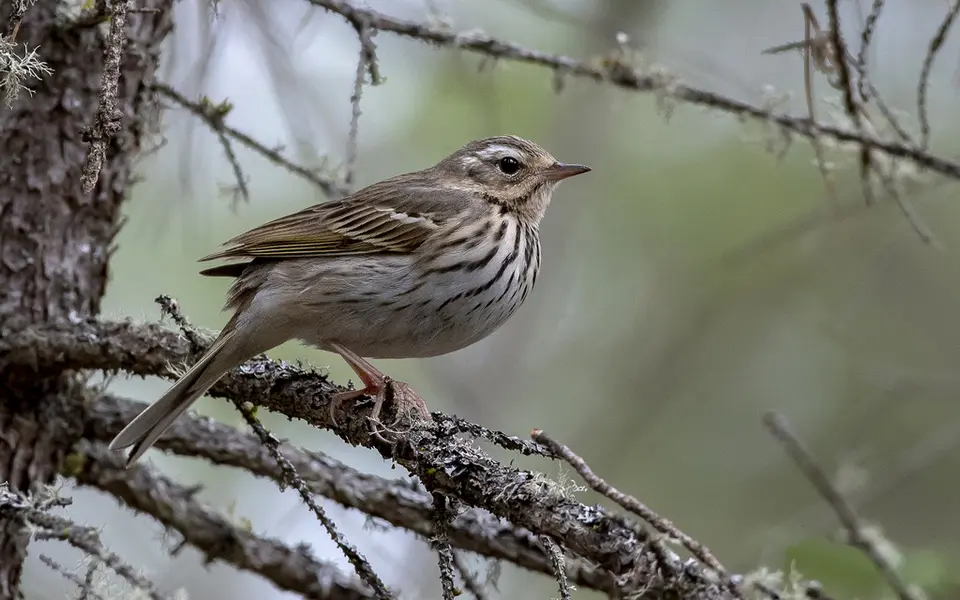 Olive-backed Pipit (Anthus hodgsoni) — photo 6 of 7