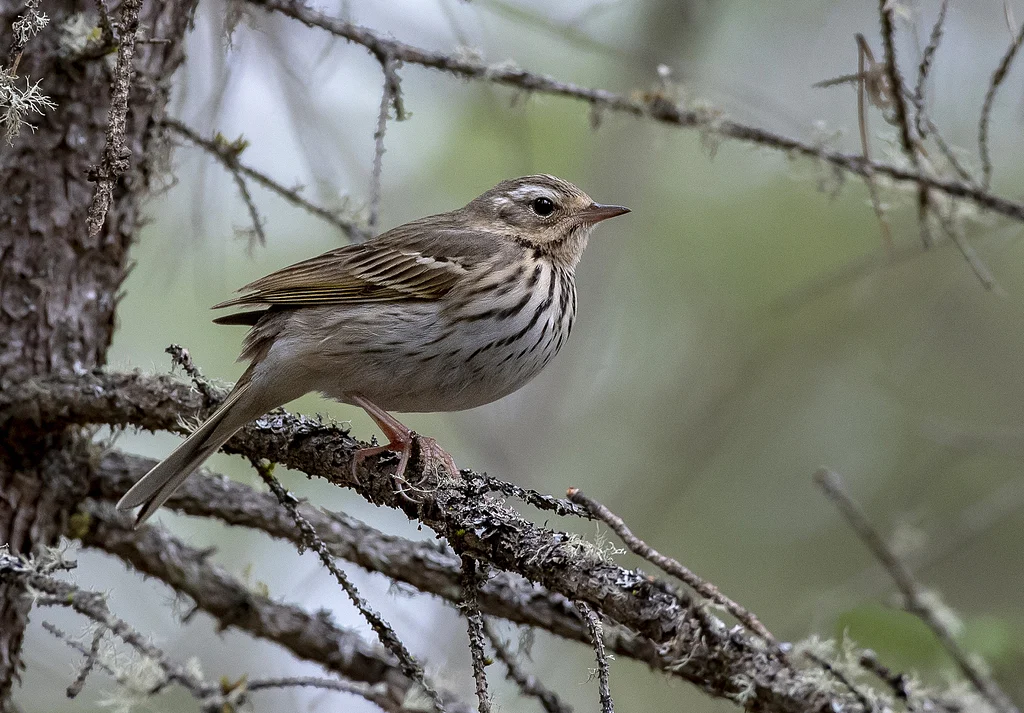 Olive-backed Pipit (Anthus hodgsoni) — photo 6 of 7