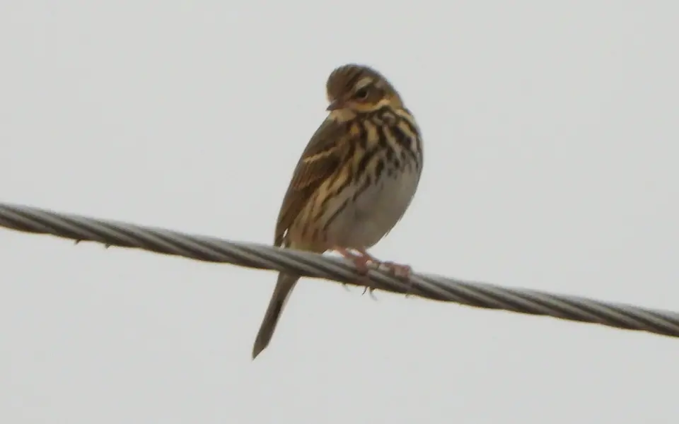 Olive-backed Pipit (Anthus hodgsoni) — photo 7 of 7
