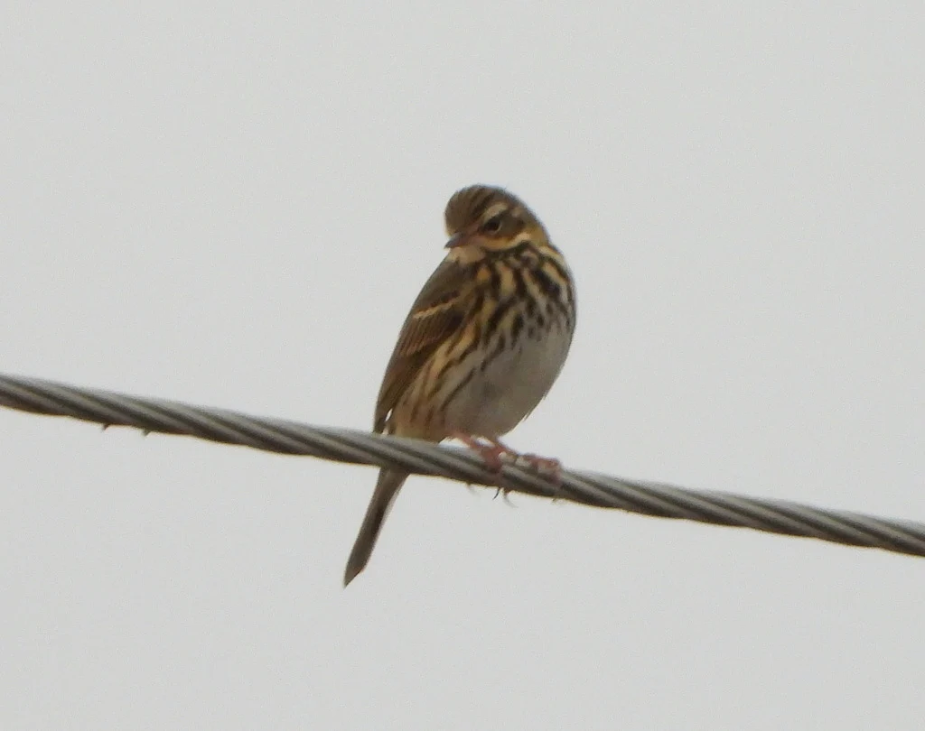 Olive-backed Pipit (Anthus hodgsoni) — photo 7 of 7