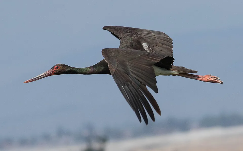 Black Stork (Ciconia nigra) — photo 1 of 4