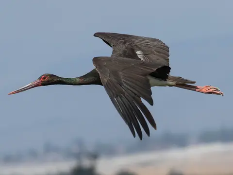 Black Stork