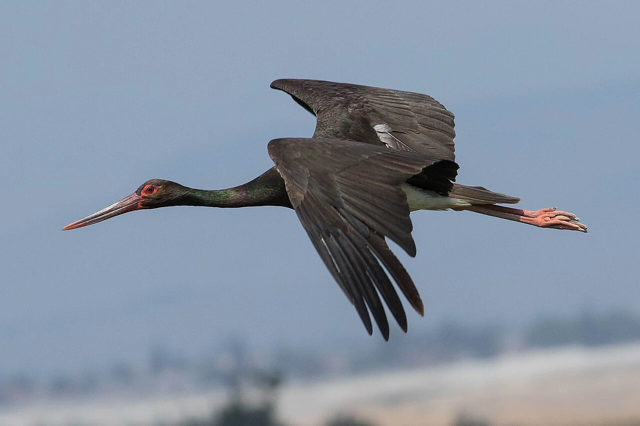 Black Stork (Ciconia nigra) — photo 1 of 4
