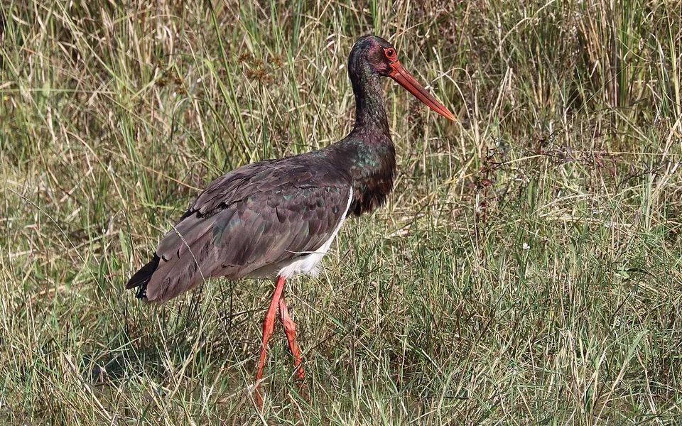 Black Stork (Ciconia nigra) — photo 2 of 4
