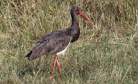 Black Stork (Ciconia nigra) — photo 2 of 4