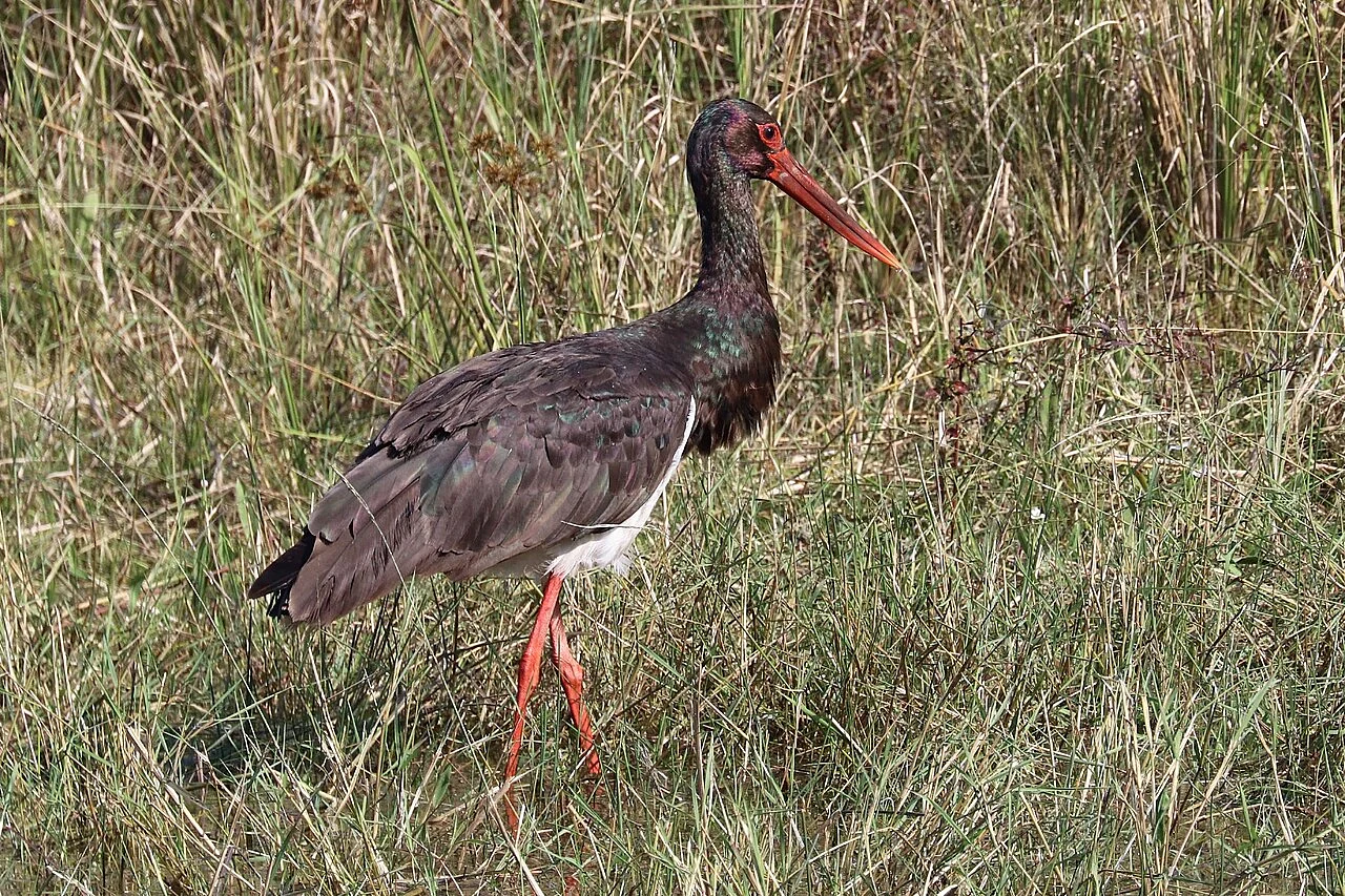 Black Stork (Ciconia nigra) — photo 2 of 4