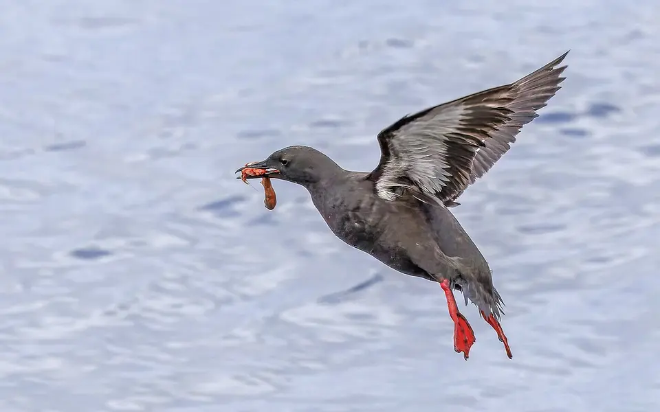 Black Guillemot (Cepphus grylle) — photo 5 of 5