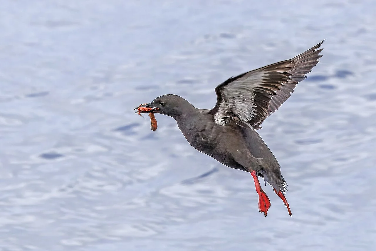 Black Guillemot (Cepphus grylle) — photo 5 of 5