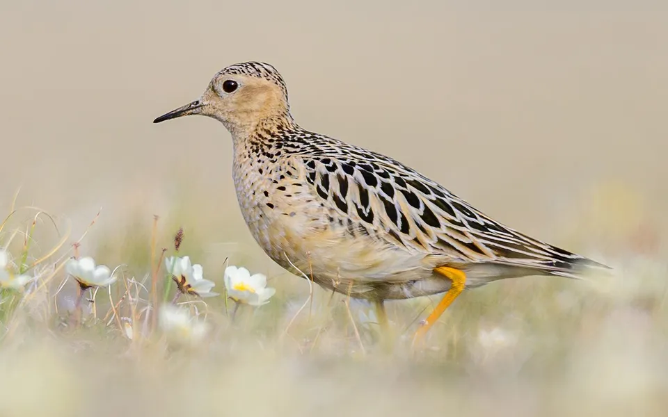 Buff-breasted Sandpiper (Calidris subruficollis) — photo 2 of 4