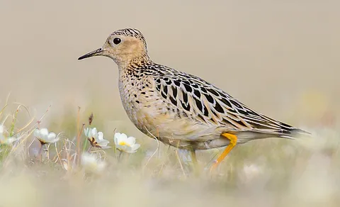 Buff-breasted Sandpiper (Calidris subruficollis) — photo 2 of 4