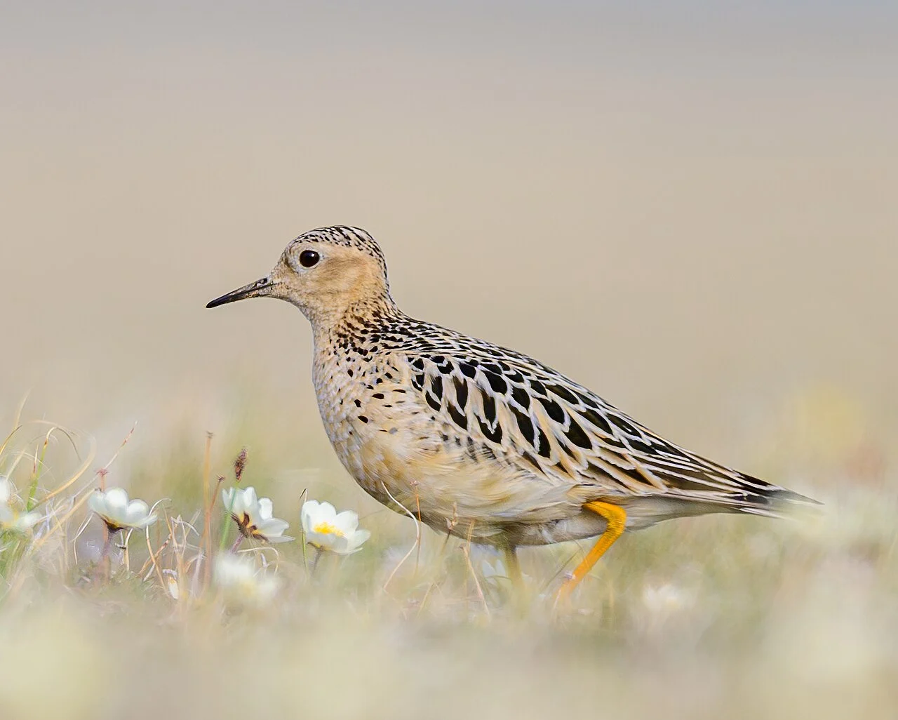 Buff-breasted Sandpiper (Calidris subruficollis) — photo 2 of 4
