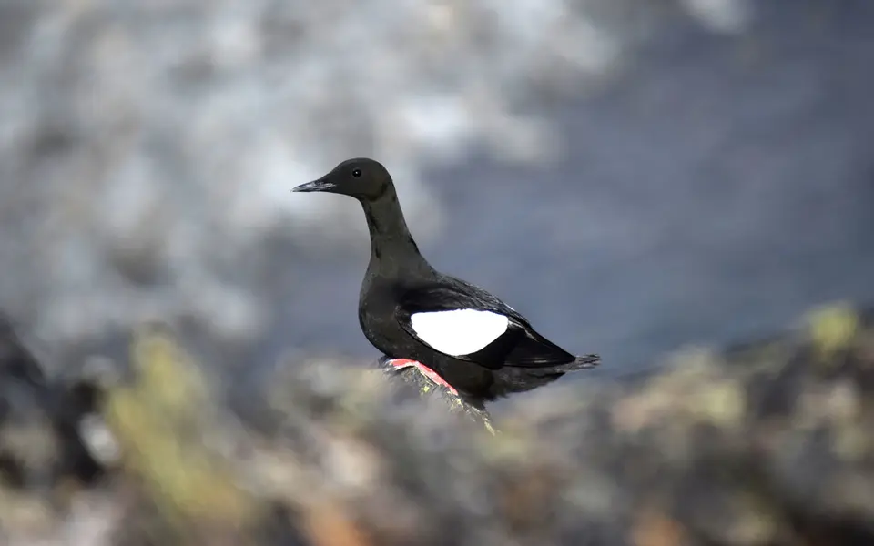 Black Guillemot (Cepphus grylle) — photo 2 of 5