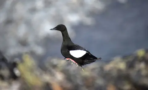 Black Guillemot (Cepphus grylle) — photo 2 of 5