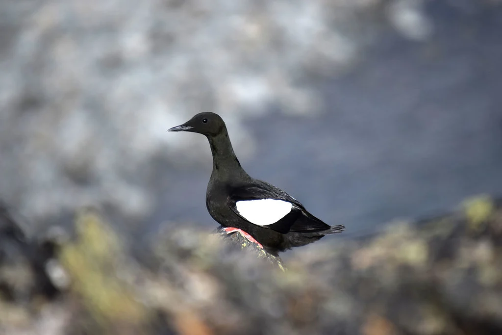 Black Guillemot (Cepphus grylle) — photo 2 of 5