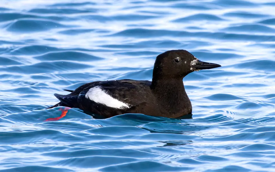Black Guillemot (Cepphus grylle) — photo 4 of 5