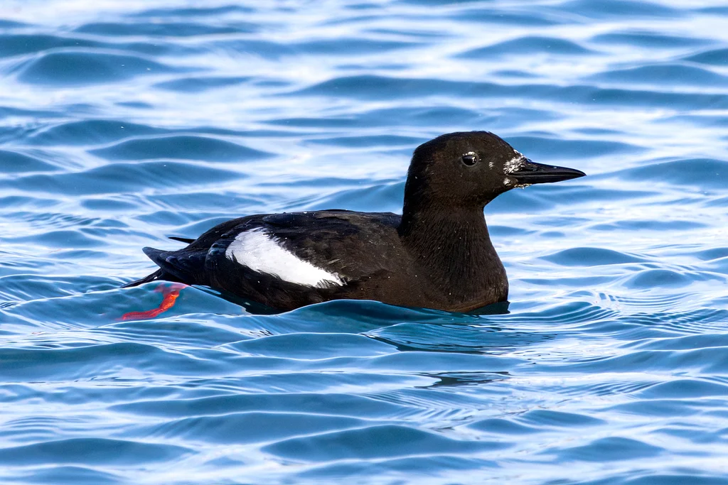 Black Guillemot (Cepphus grylle) — photo 4 of 5