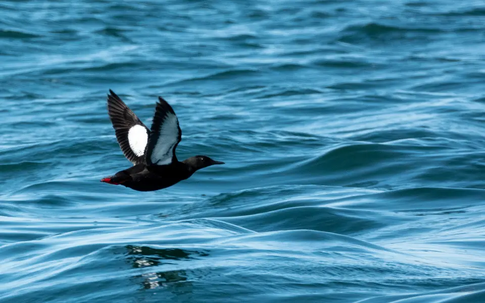 Black Guillemot (Cepphus grylle) — photo 3 of 5