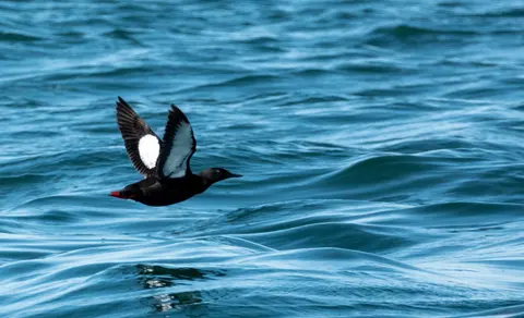 Black Guillemot (Cepphus grylle) — photo 3 of 5